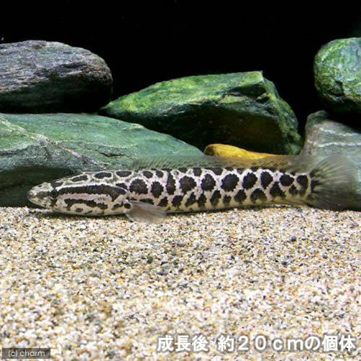 楽天市場 熱帯魚 カムルチー 雷魚 ｓサイズ １匹 北海道航空便要保温 Charm 楽天市場店