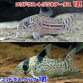 （熱帯魚）コリドラス・トリリネアータス（ブリード）（1匹）　＋　コリドラス・パンク（1匹）（計2匹）　北海道・九州航空便要保温