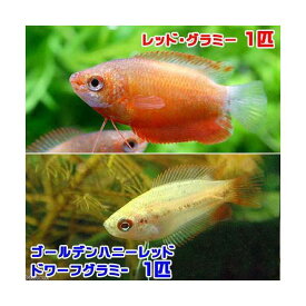 （熱帯魚）ゴールデンハニーレッド・ドワーフグラミー（1匹）　＋　レッド・グラミー（1匹）　北海道・九州航空便要保温