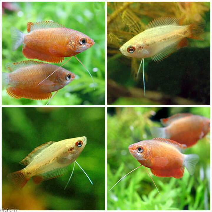 楽天市場 熱帯魚 ゴールデンハニーレッド ドワーフグラミー ３匹 レッド グラミー ３匹 北海道 九州航空便要保温 Charm 楽天市場店
