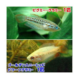 （熱帯魚）ゴールデンハニーレッド・ドワーフグラミー（1匹）　＋　ピグミー・グラミー（1匹）　北海道・九州航空便要保温