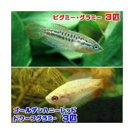 （熱帯魚）ゴールデンハニーレッド・ドワーフグラミー（3匹）＋ピグミー・グラミー（3匹）　北海道・九州航空便要保温