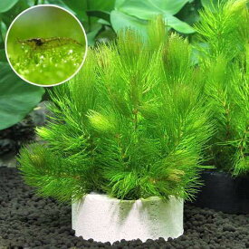 （エビ）（水草）ハニカムシェルターマツモ　ミニ（無農薬）（1個）＋ミナミヌマエビ（10匹）　北海道・九州航空便要保温