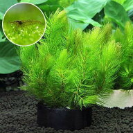 （エビ）（水草）ハニカムシェルターブラック　マツモ　ミニ（無農薬）（1個）＋ミナミヌマエビ（10匹）