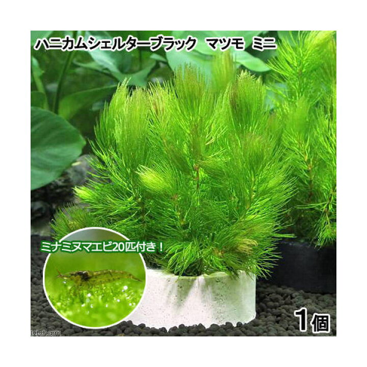 楽天市場 エビ 水草 ハニカムシェルターマツモ ミニ 無農薬 １個 ミナミヌマエビ ２０匹 Charm 楽天市場店
