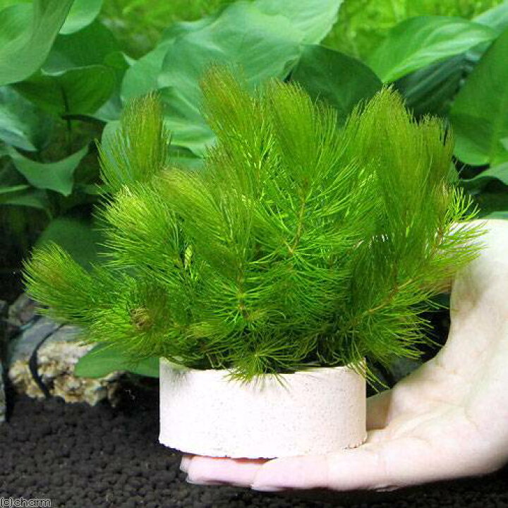 楽天市場 エビ 水草 ハニカムシェルターマツモ ミニ 無農薬 １個 ミナミヌマエビ ２０匹 Charm 楽天市場店