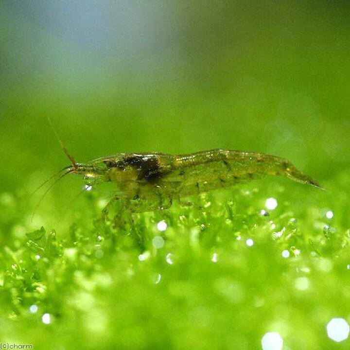 楽天市場 エビ 水草 ハニカムシェルターマツモ ミニ 無農薬 １個 ミナミヌマエビ ２０匹 Charm 楽天市場店