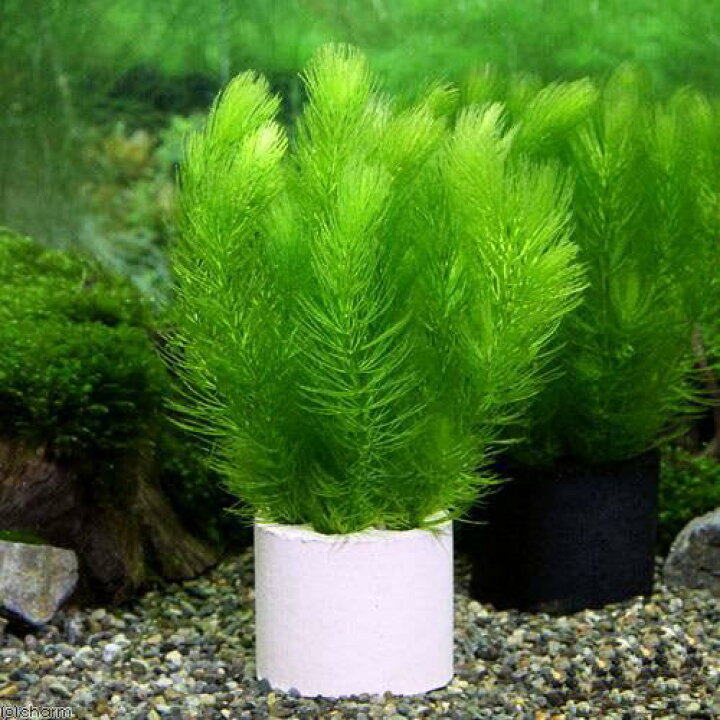 楽天市場 水草 ハニカムシェルター マツモ 無農薬 １個 Charm 楽天市場店