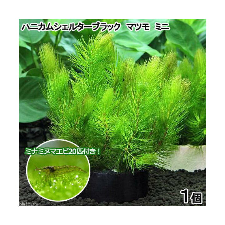 楽天市場 エビ 水草 ハニカムシェルターブラック マツモ ミニ 無農薬 １個 ミナミヌマエビ ２０匹 Charm 楽天市場店