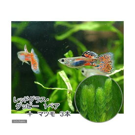 （熱帯魚）（水草）レッドグラス・グッピー（国産グッピー）（1ペア）＋マツモ（3本）　北海道・九州航空便要保温