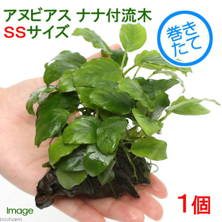 スペシャルオファ 熱帯魚 コバルトブルー シクリッド １２匹 北海道航空便要保温 Shipsctc Org