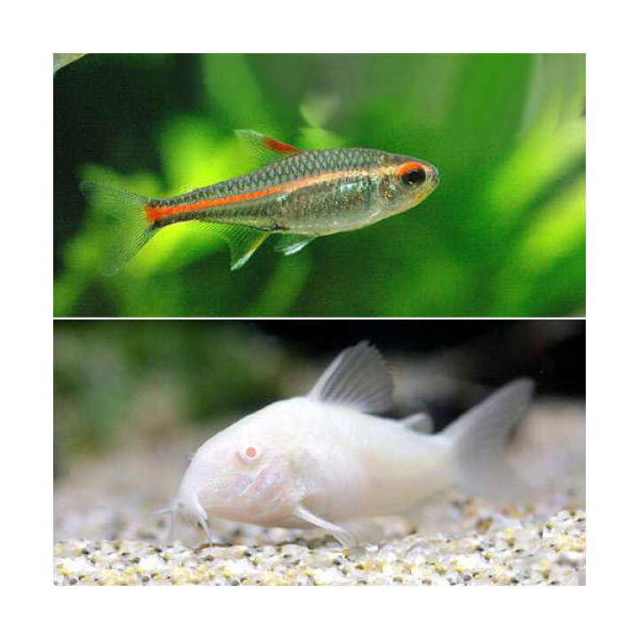 楽天市場 熱帯魚 グローライト テトラ １０匹 コリドラス アエネウスアルビノ １匹 北海道 九州 沖縄航空便要保温 Charm 楽天市場店