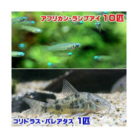 楽天市場 コリドラスパレアタスの通販