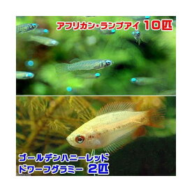 （熱帯魚）アフリカン・ランプアイ（10匹）＋ゴールデンハニーレッド・ドワーフグラミー（2匹）　北海道・九州航空便要保温