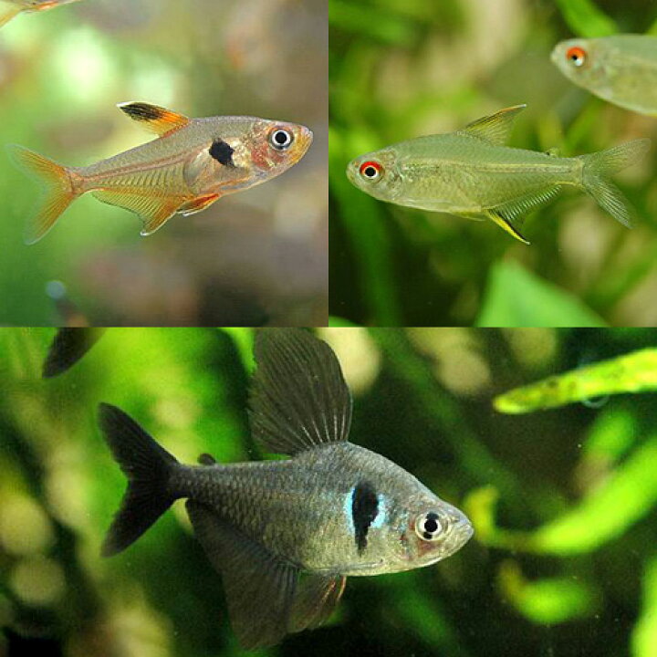 楽天市場】（熱帯魚）テトラ3種セット ブラックファントム・テトラ＋ 