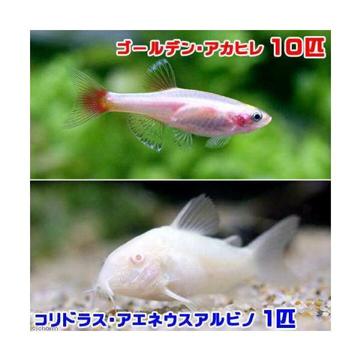 楽天市場 熱帯魚 ゴールデンアカヒレ １０匹 コリドラス アエネウスアルビノ １匹 北海道 九州 沖縄航空便要保温 Charm 楽天市場店