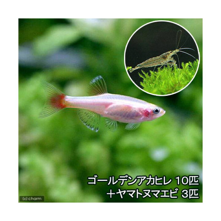 楽天市場 熱帯魚 ゴールデンアカヒレ １０匹 ヤマトヌマエビ ３匹 北海道航空便要保温 Charm 楽天市場店