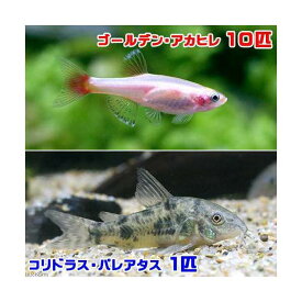 楽天市場 コリドラス チャームの通販