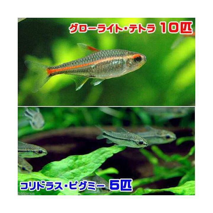 楽天市場 熱帯魚 グローライト テトラ １０匹 コリドラス ピグミー ５匹 北海道 九州航空便要保温 Charm 楽天市場店