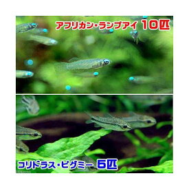 （熱帯魚）アフリカン・ランプアイ（10匹）　＋　コリドラス・ピグミー（5匹）　北海道・九州航空便要保温