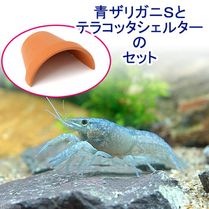 楽天市場 ザリガニ 青ザリガニ ｓサイズ １匹 テラコッタシェルター特大 １個 シェルター 素焼き 本州四国限定 Charm 楽天市場店