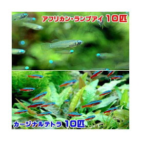 （熱帯魚）アフリカン・ランプアイ　Sサイズ（10匹）＋カージナルテトラ（ワイルド）（10匹）（計20匹）　北海道・九州航空便要保温