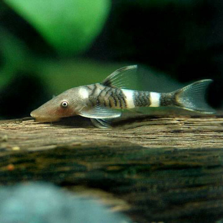 楽天市場 熱帯魚 ボルケーノオトシン ３匹 北海道航空便要保温 沖縄別途送料 Charm 楽天市場店