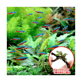 楽天市場 水草 チャームの通販