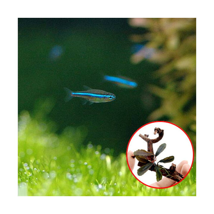 楽天市場 熱帯魚 水草 グリーンネオンテトラ １０匹 おまかせブセファランドラ１株付きミニ流木 １個 北海道 九州 沖縄航空便要保温 Charm 楽天市場店