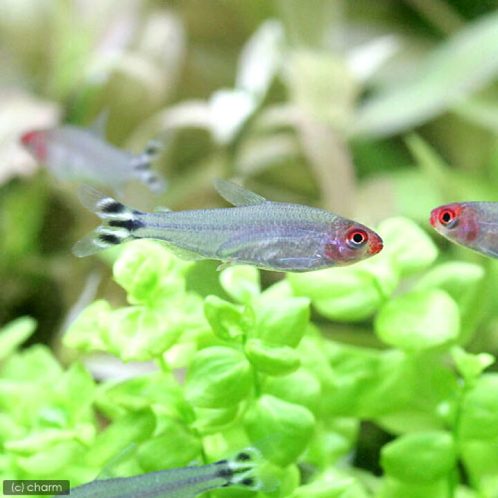 熱帯魚 カージナルテトラ ワイルド １００匹 北海道航空便要保温 沖縄別途送料
