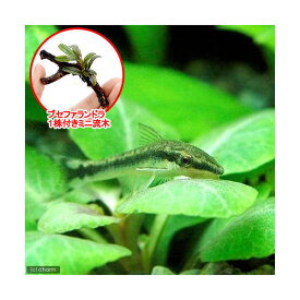 （熱帯魚）（水草）オトシンクルス（3匹）　＋　おまかせブセファランドラ1株付きミニ流木（無農薬）（1個）　北海道・九州航空便要保温