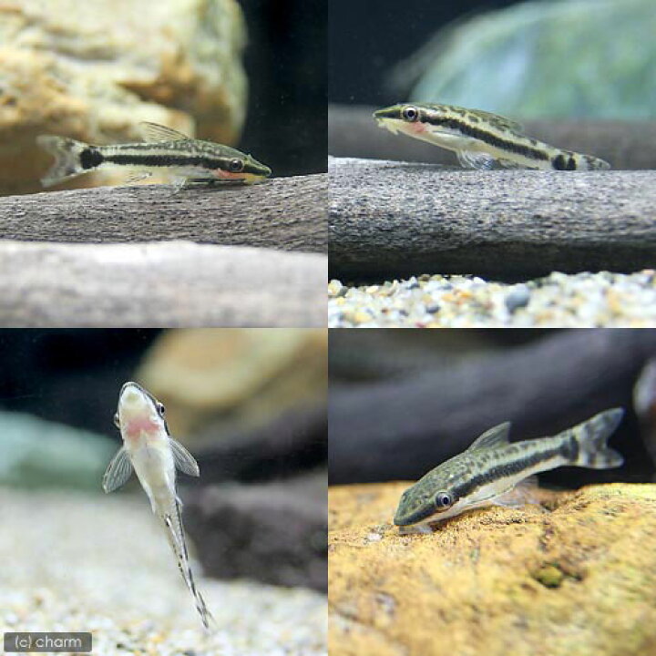 楽天市場 熱帯魚 水草 オトシンクルス ３匹 おまかせブセファランドラ１株付きミニ流木 無農薬 １個 北海道航空便要保温 Charm 楽天市場店
