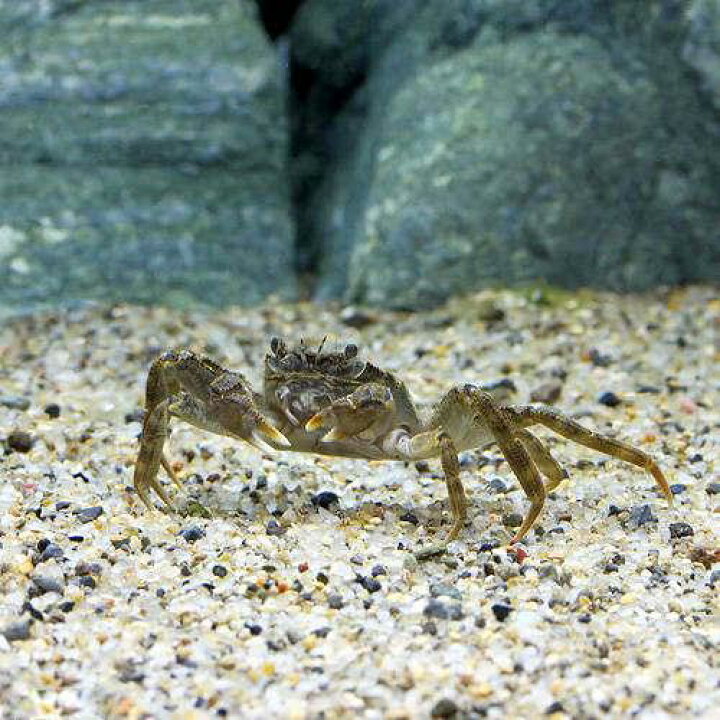 楽天市場 エビ カニ モクズガニ ｓサイズ １匹 北海道 九州航空便要保温 Charm 楽天市場店