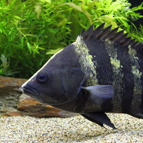 楽天市場】ニューギニアダトニオ（熱帯魚・アクアリウム｜ペット 