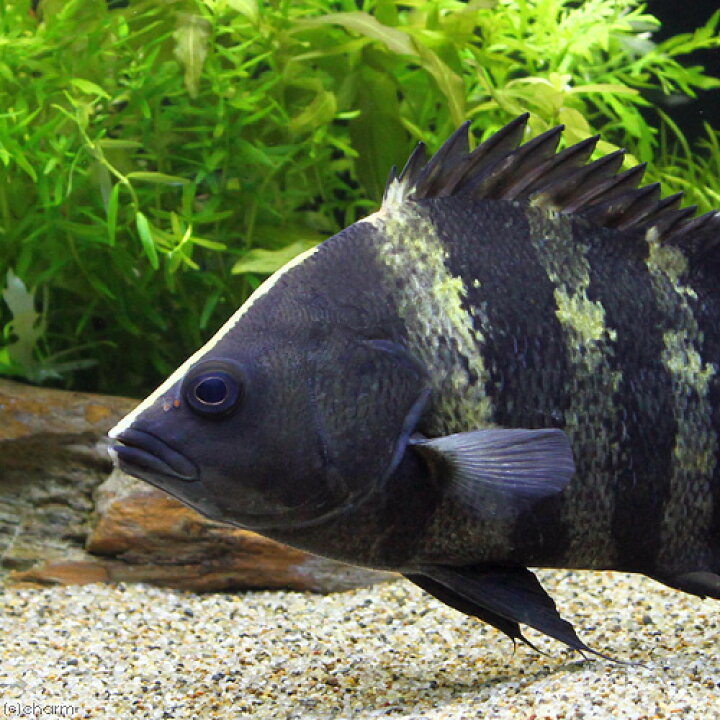 楽天市場】（熱帯魚）ニューギニア・ダトニオ Lサイズ（約16 