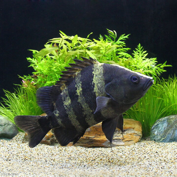 楽天市場】（熱帯魚）ニューギニア・ダトニオ Lサイズ（約16 