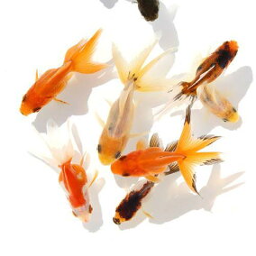 楽天市場 観賞魚 種 観賞魚 金魚 人気ランキング1位 売れ筋商品