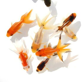 楽天市場 金魚 生体の通販