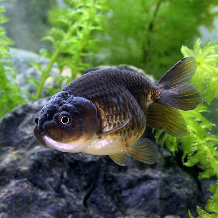 楽天市場 国産金魚 黒らんちゅう 深見養魚場産 1匹 Charm 楽天市場店 楽天市場 国産金魚 黒らんちゅう 深見養魚場産 1匹 Charm 楽天市場店