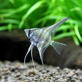楽天市場 プレコ 産卵筒 観賞魚 熱帯魚 アクアリウム ペット ペットグッズの通販