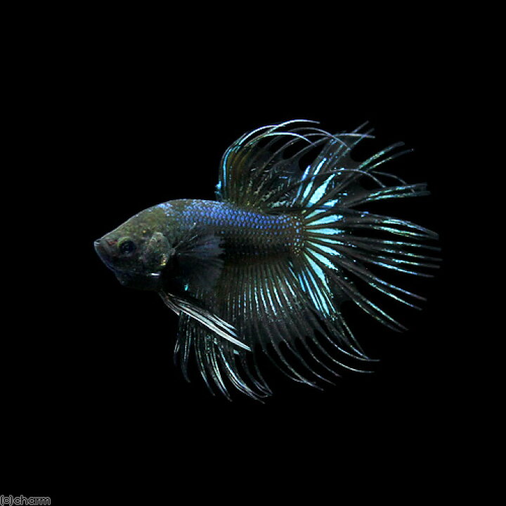 楽天市場 熱帯魚 ベタ クラウンテール ブラックオーキッド オス １匹 北海道 九州航空便要保温 Charm 楽天市場店