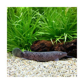 楽天市場 ナマズ 観賞魚 熱帯魚 アクアリウム ペット ペットグッズの通販