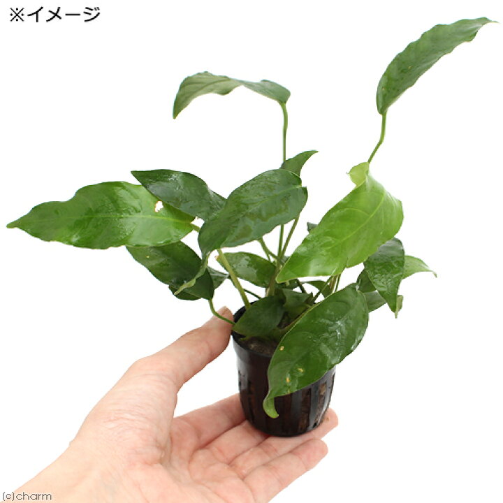 水草 アヌビアス インボイス パクシン