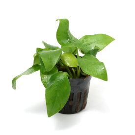 【11／15限定】当選確率2分の1！1等最大100％　（水草）アヌビアスナナ　ゴールデン（水上葉）（1ポット分）