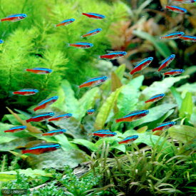 【4／10限定】当選確率2分の1！1等最大100％　（熱帯魚）カージナルテトラ（ワイルド）（10匹）　北海道・九州航空便要保温