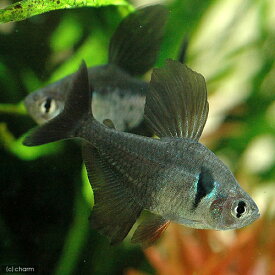 （熱帯魚）ブラックファントム・テトラ（6匹）　北海道航空便要保温