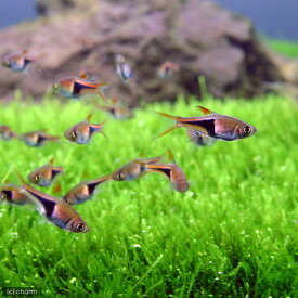 （熱帯魚）ラスボラ・ヘテロモルファ（6匹）　北海道航空便要保温