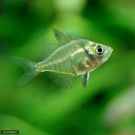 楽天市場 チャーム 種 観賞魚 ベラ ラス 観賞魚 熱帯魚 アクアリウム ペット ペットグッズの通販