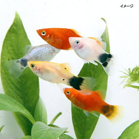 楽天市場 チャーム 熱帯魚の通販