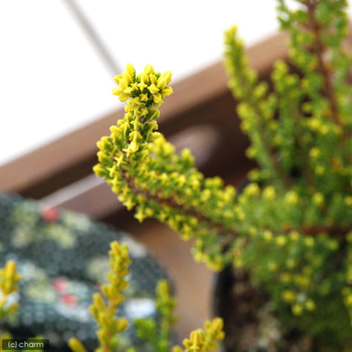 楽天市場 観葉植物 カルーナ ブルガリス 種類おまかせ ３号 １ポット Charm 楽天市場店